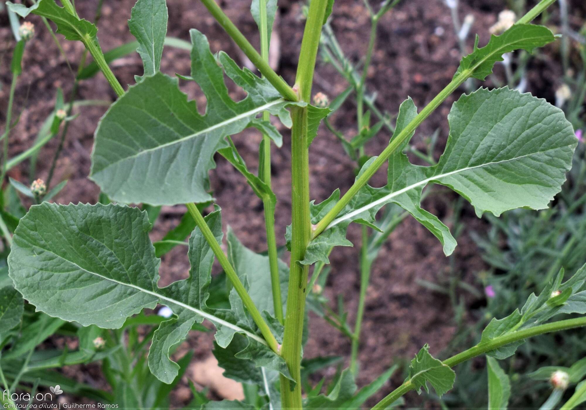 Centaurea diluta - Folha (geral) | Guilherme Ramos; CC BY-NC 4.0