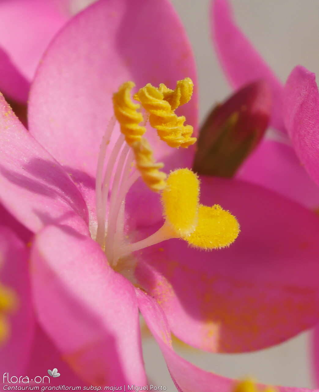 Centaurium grandiflorum majus - Estruturas reprodutoras | Miguel Porto; CC BY-NC 4.0