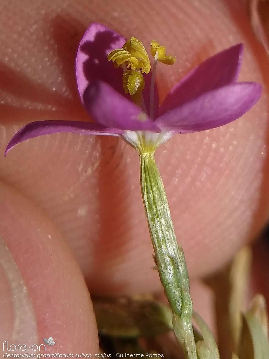 Centaurium grandiflorum majus - Flor (close-up) | Guilherme Ramos; CC BY-NC 4.0