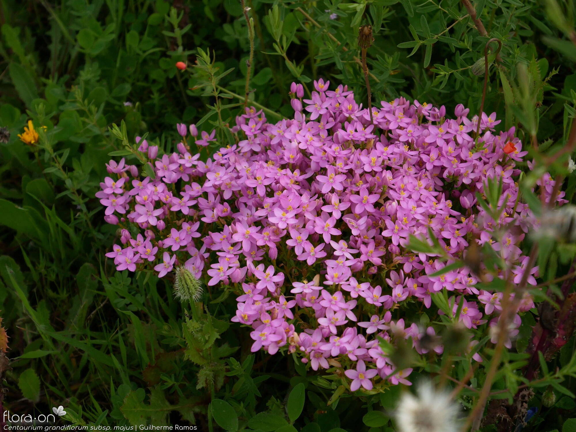 Centaurium grandiflorum majus - Flor (geral) | Guilherme Ramos; CC BY-NC 4.0