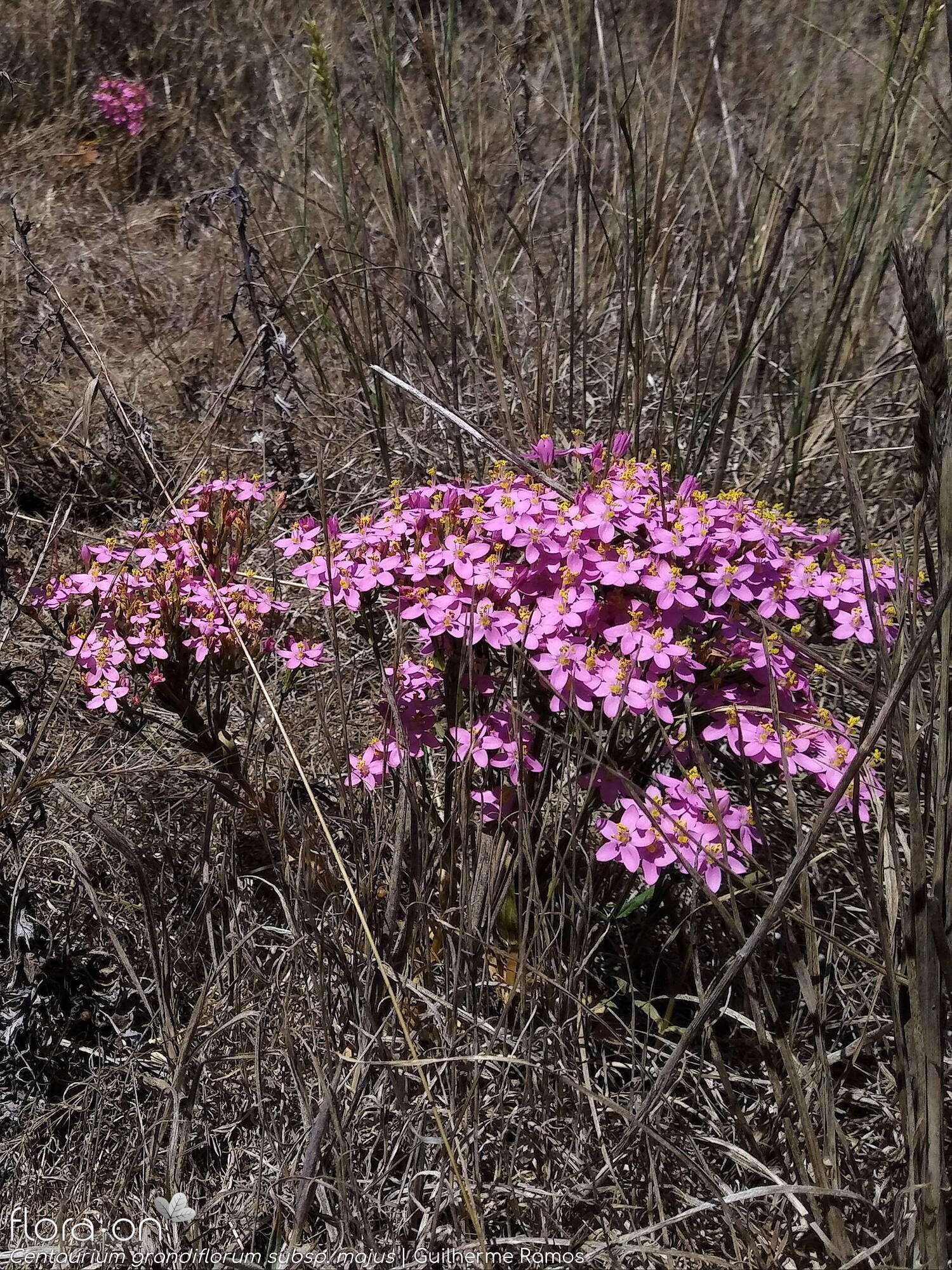 Centaurium grandiflorum majus - Hábito | Guilherme Ramos; CC BY-NC 4.0