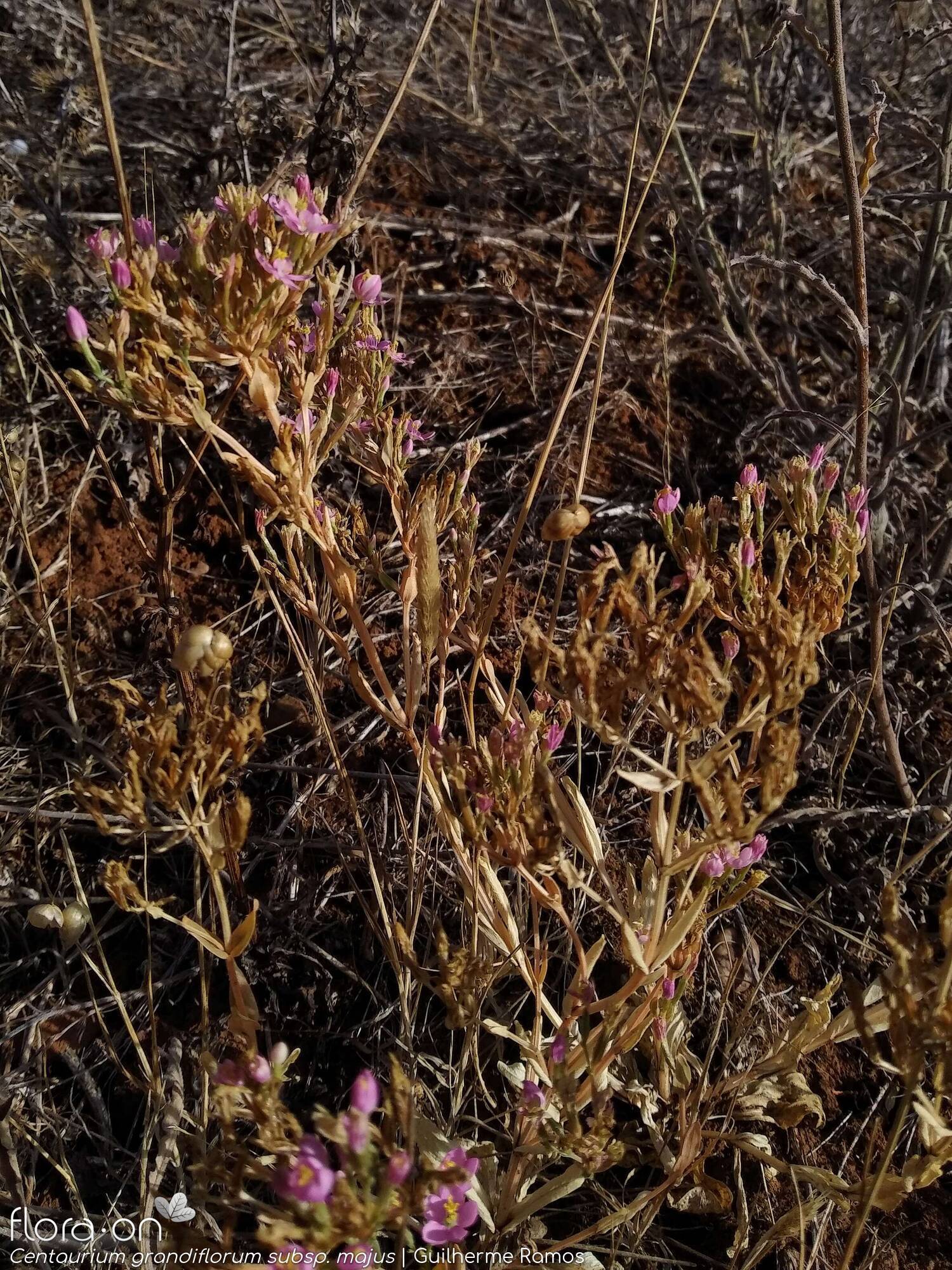 Centaurium grandiflorum majus - Hábito | Guilherme Ramos; CC BY-NC 4.0