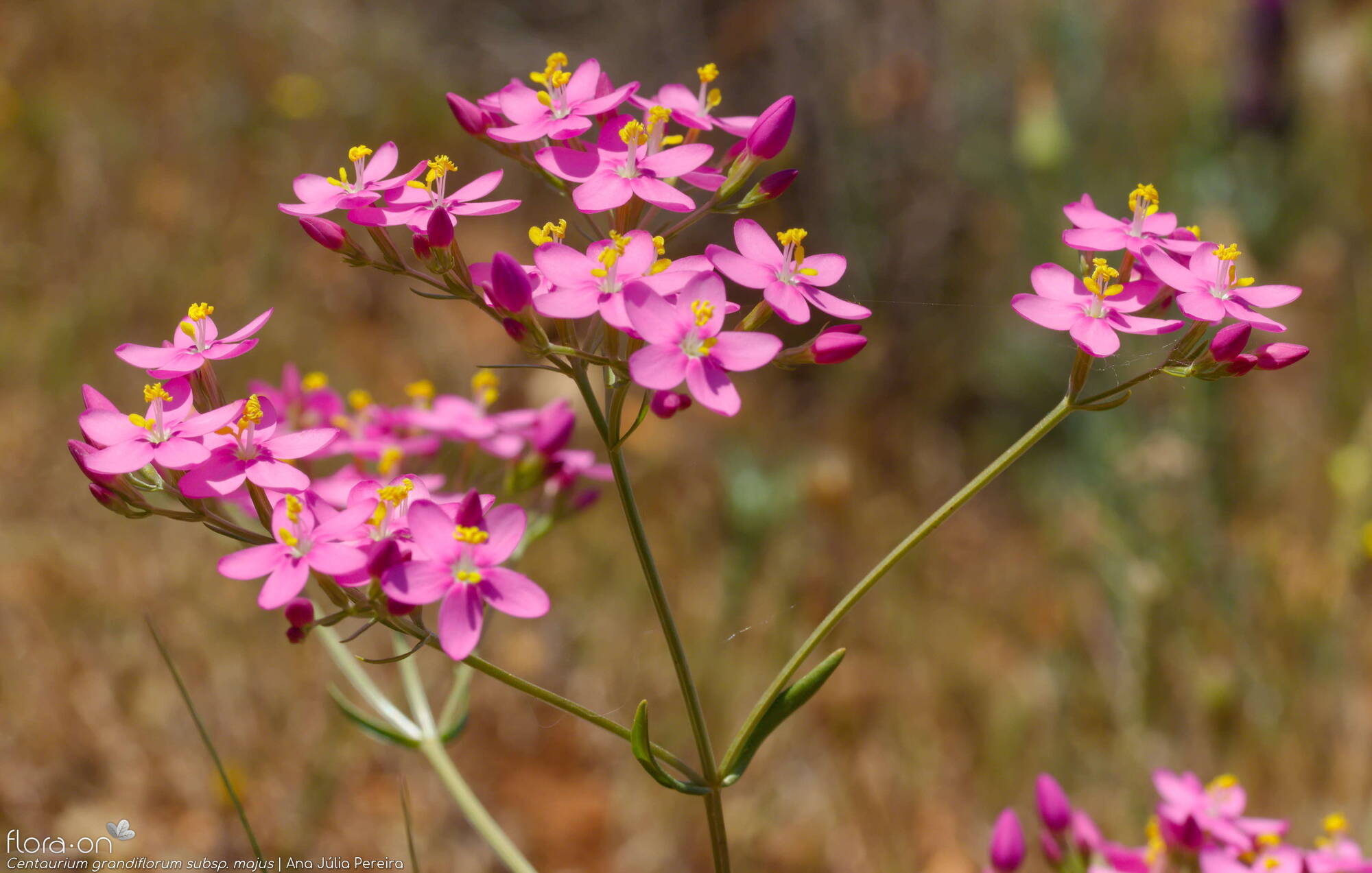 Centaurium grandiflorum majus - Flor (geral) | Ana Júlia Pereira; CC BY-NC 4.0