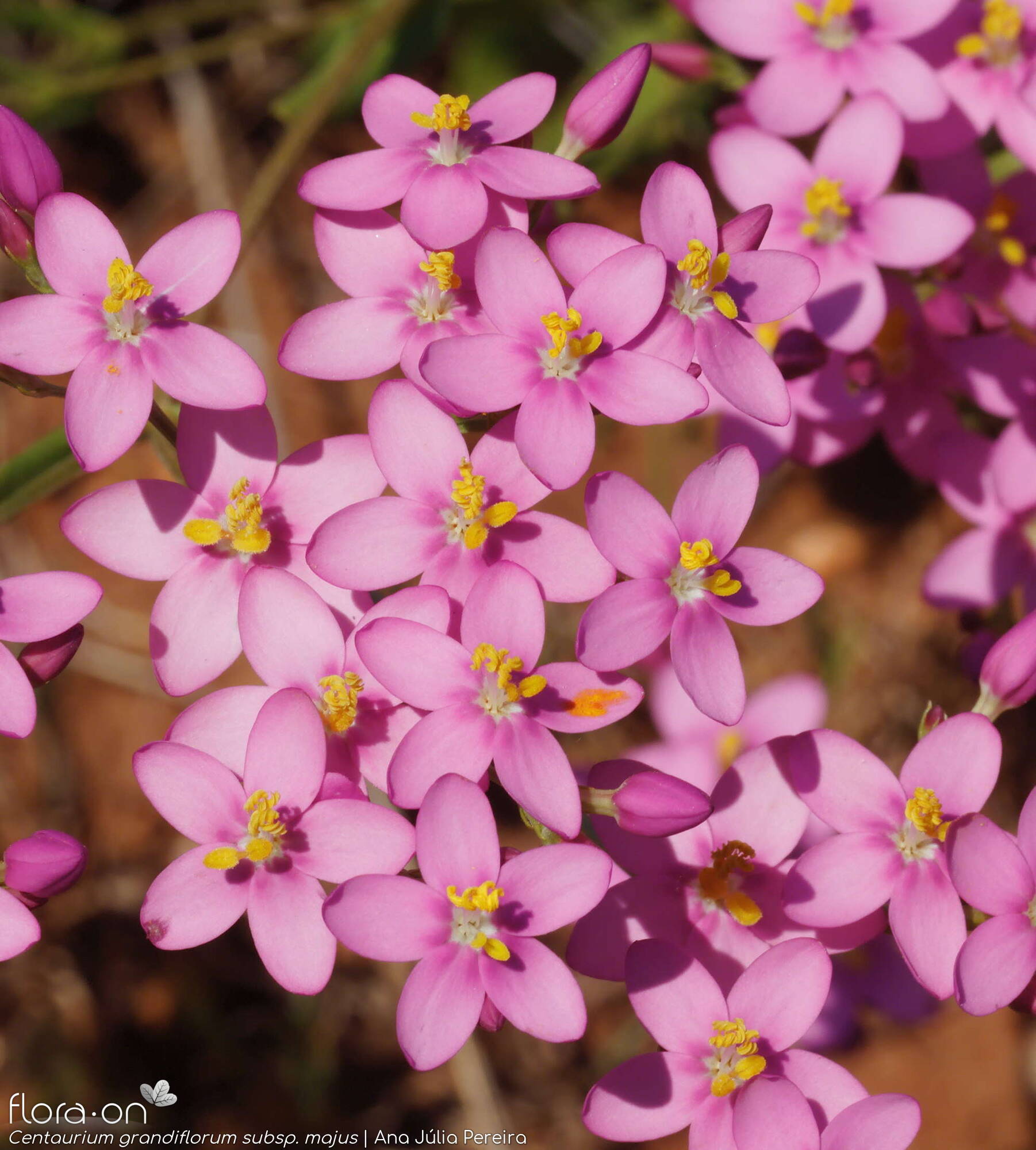 Centaurium grandiflorum majus - Flor (geral) | Ana Júlia Pereira; CC BY-NC 4.0