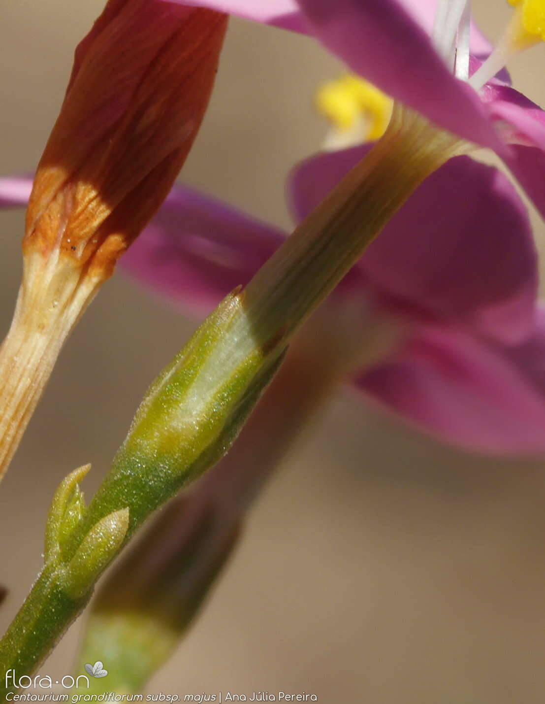 Centaurium grandiflorum majus - Cálice | Ana Júlia Pereira; CC BY-NC 4.0