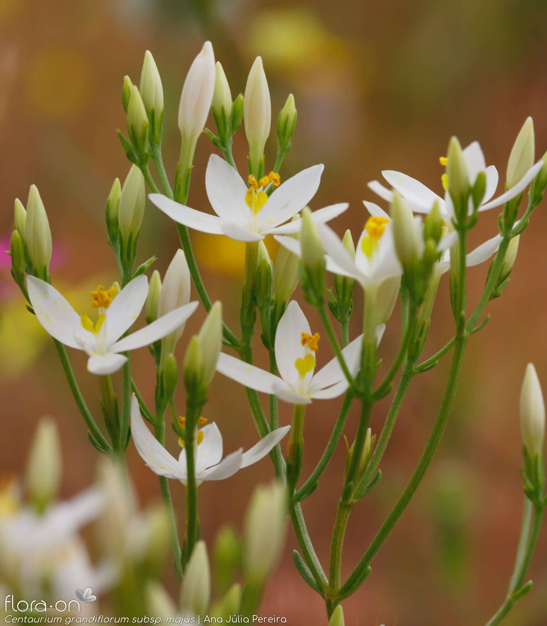 Centaurium grandiflorum majus - Flor (geral) | Ana Júlia Pereira; CC BY-NC 4.0