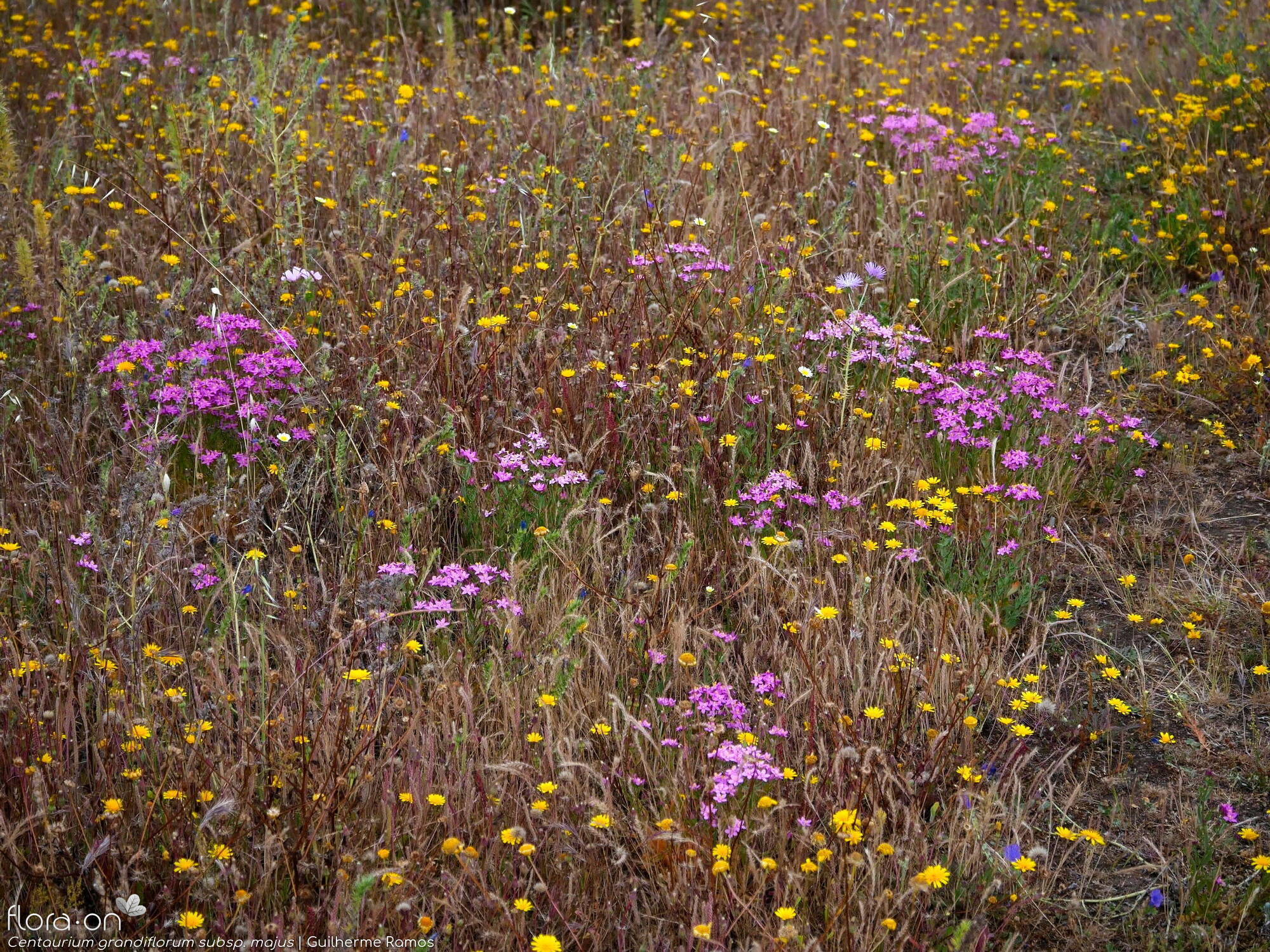 Centaurium grandiflorum majus - Habitat | Guilherme Ramos; CC BY-NC 4.0