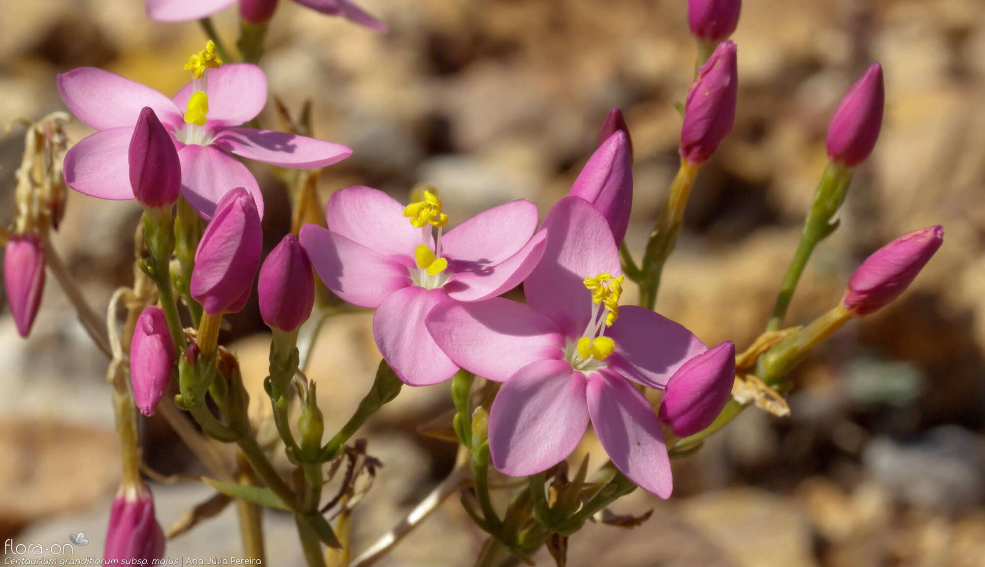 Centaurium grandiflorum majus - Flor (close-up) | Ana Júlia Pereira; CC BY-NC 4.0