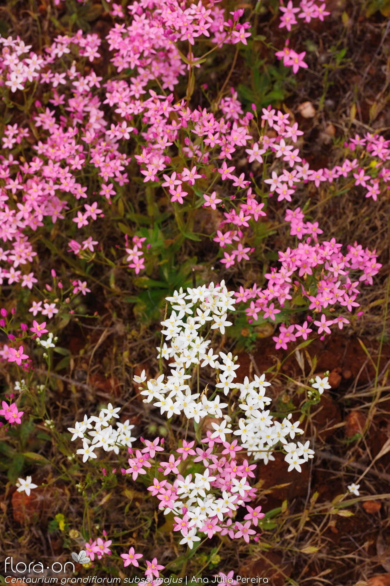 Centaurium grandiflorum majus - Hábito | Ana Júlia Pereira; CC BY-NC 4.0