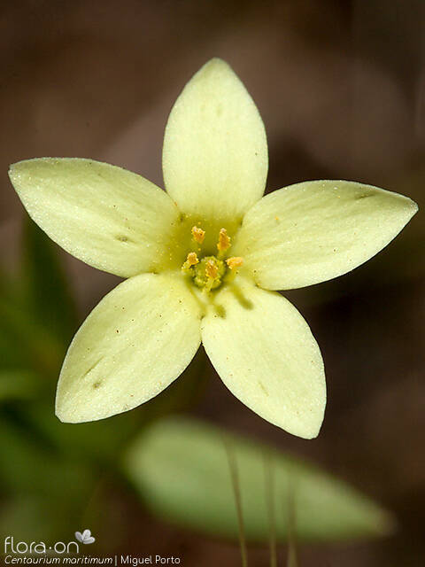 Centaurium maritimum - Flor (close-up) | Miguel Porto; CC BY-NC 4.0