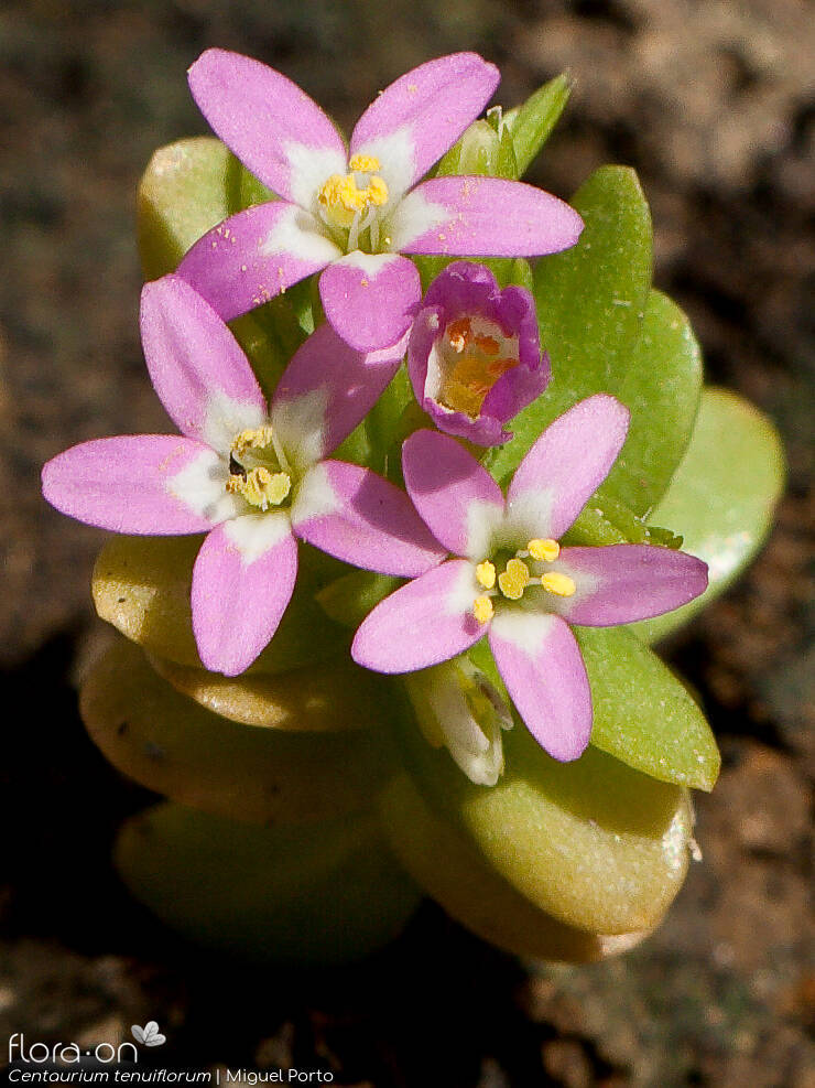 Centaurium tenuiflorum - Flor (close-up) | Miguel Porto; CC BY-NC 4.0