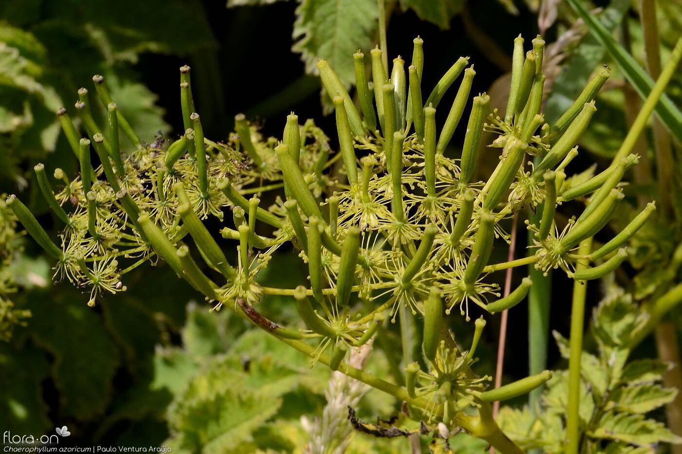Chaerophyllum azoricum -  | Paulo Ventura Araújo; CC BY-NC 4.0