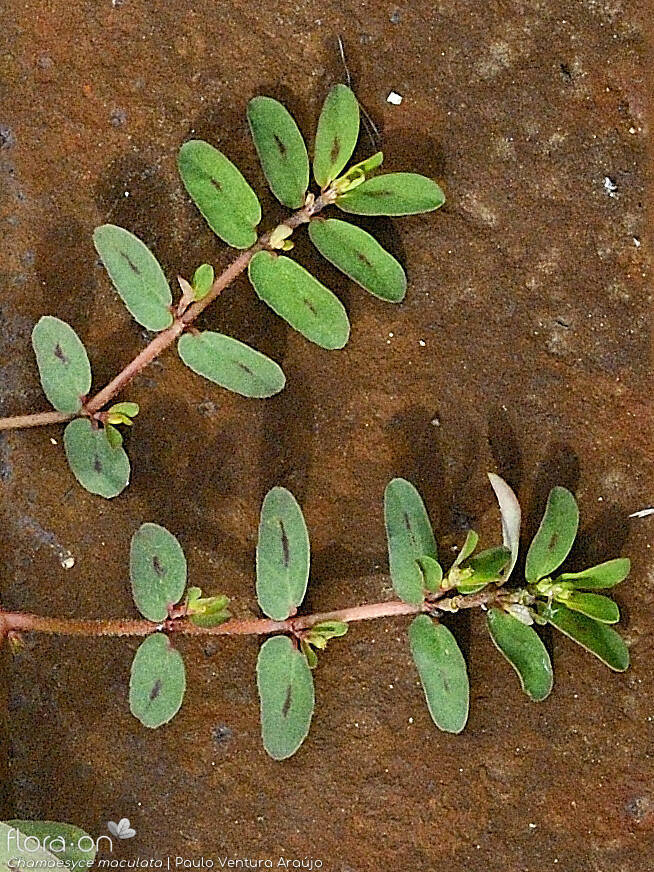Chamaesyce maculata - Folha | Paulo Ventura Araújo; CC BY-NC 4.0