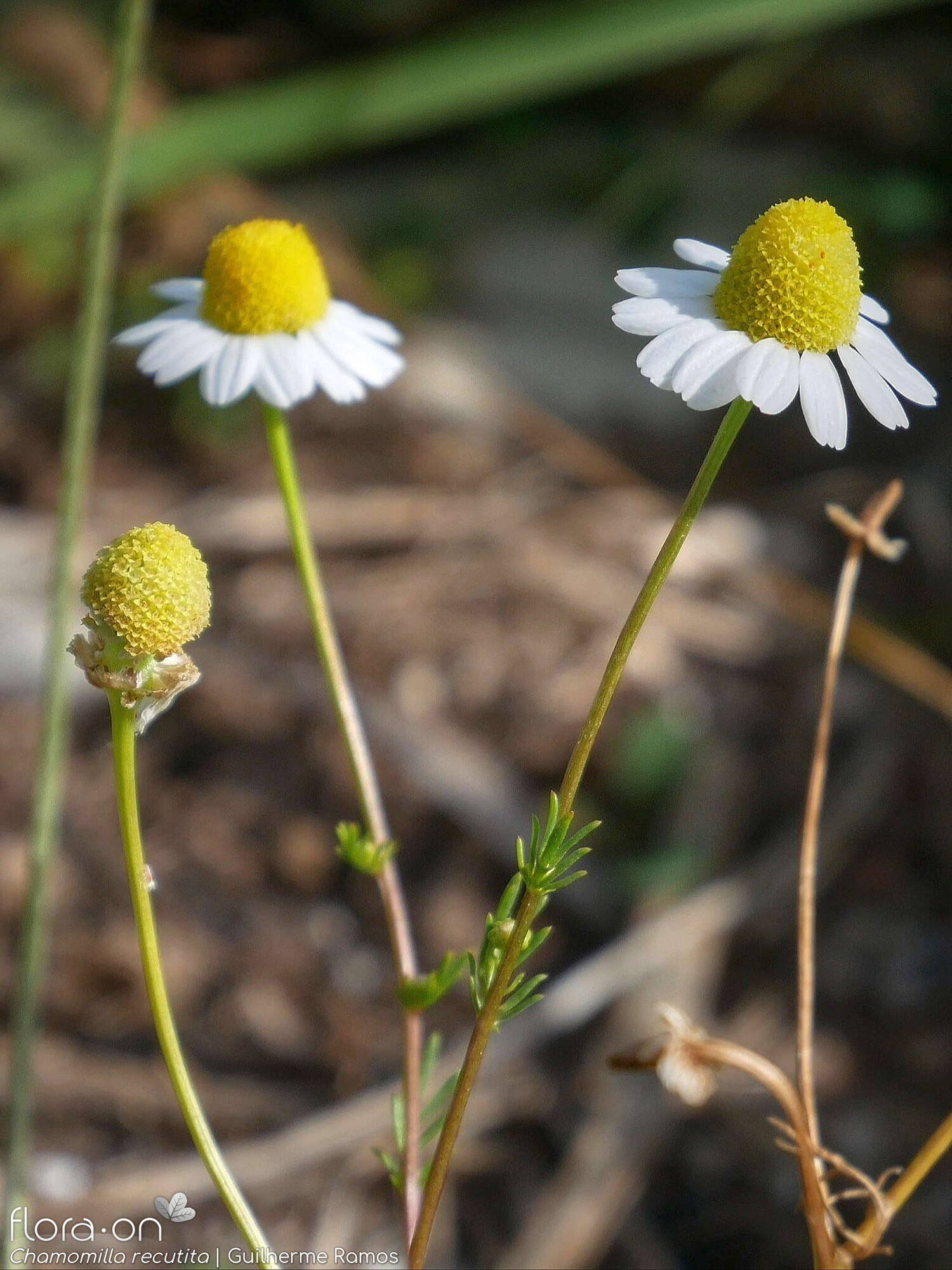 Chamomilla recutita - Flor (geral) | Guilherme Ramos; CC BY-NC 4.0