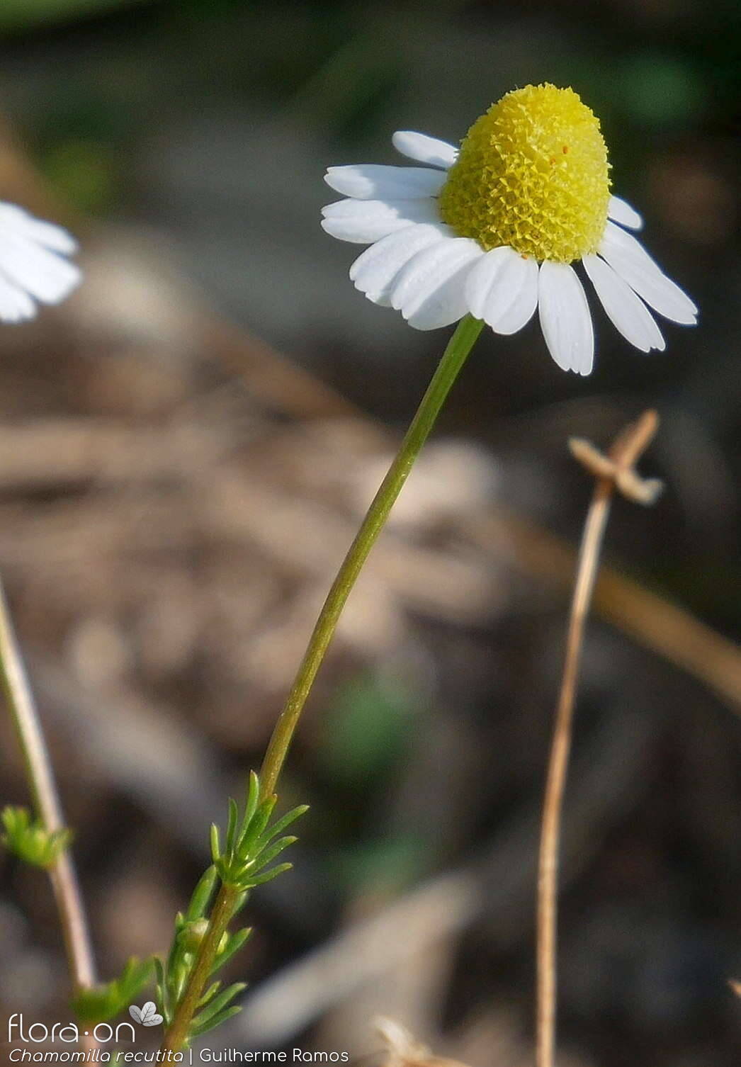 Chamomilla recutita - Flor (geral) | Guilherme Ramos; CC BY-NC 4.0