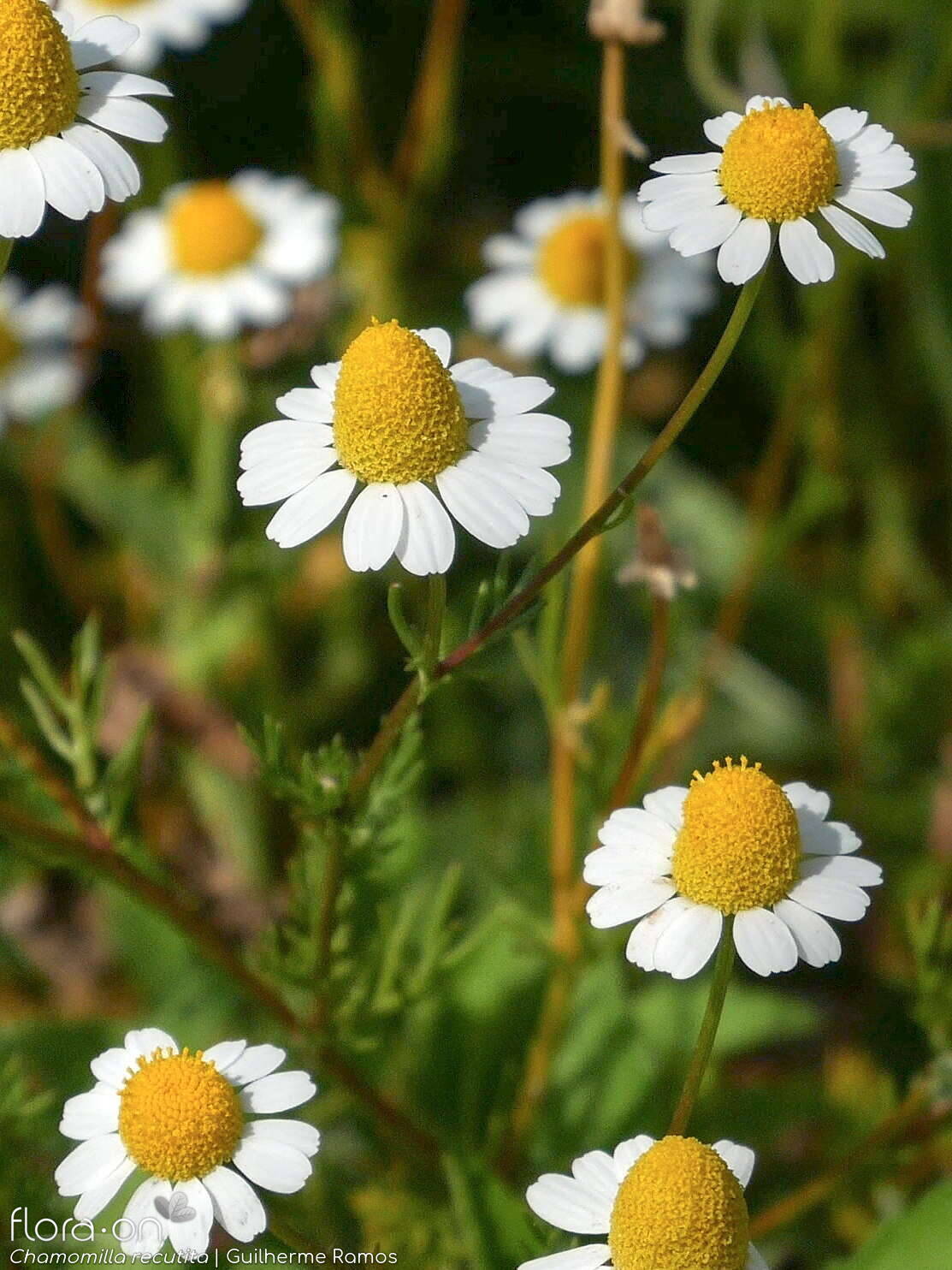 Chamomilla recutita - Flor (geral) | Guilherme Ramos; CC BY-NC 4.0