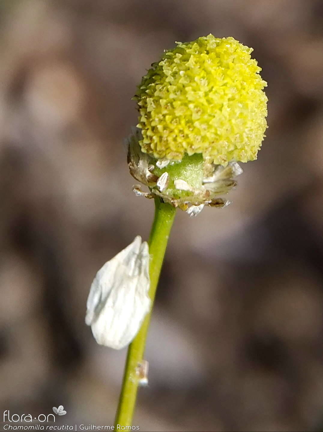 Chamomilla recutita - Fruto | Guilherme Ramos; CC BY-NC 4.0