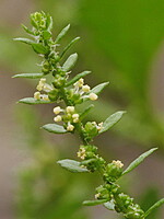 Chenopodium ambrosioides