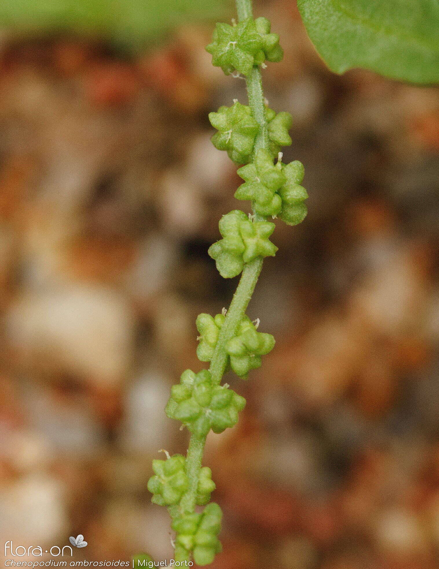 Chenopodium ambrosioides - Fruto | Miguel Porto; CC BY-NC 4.0