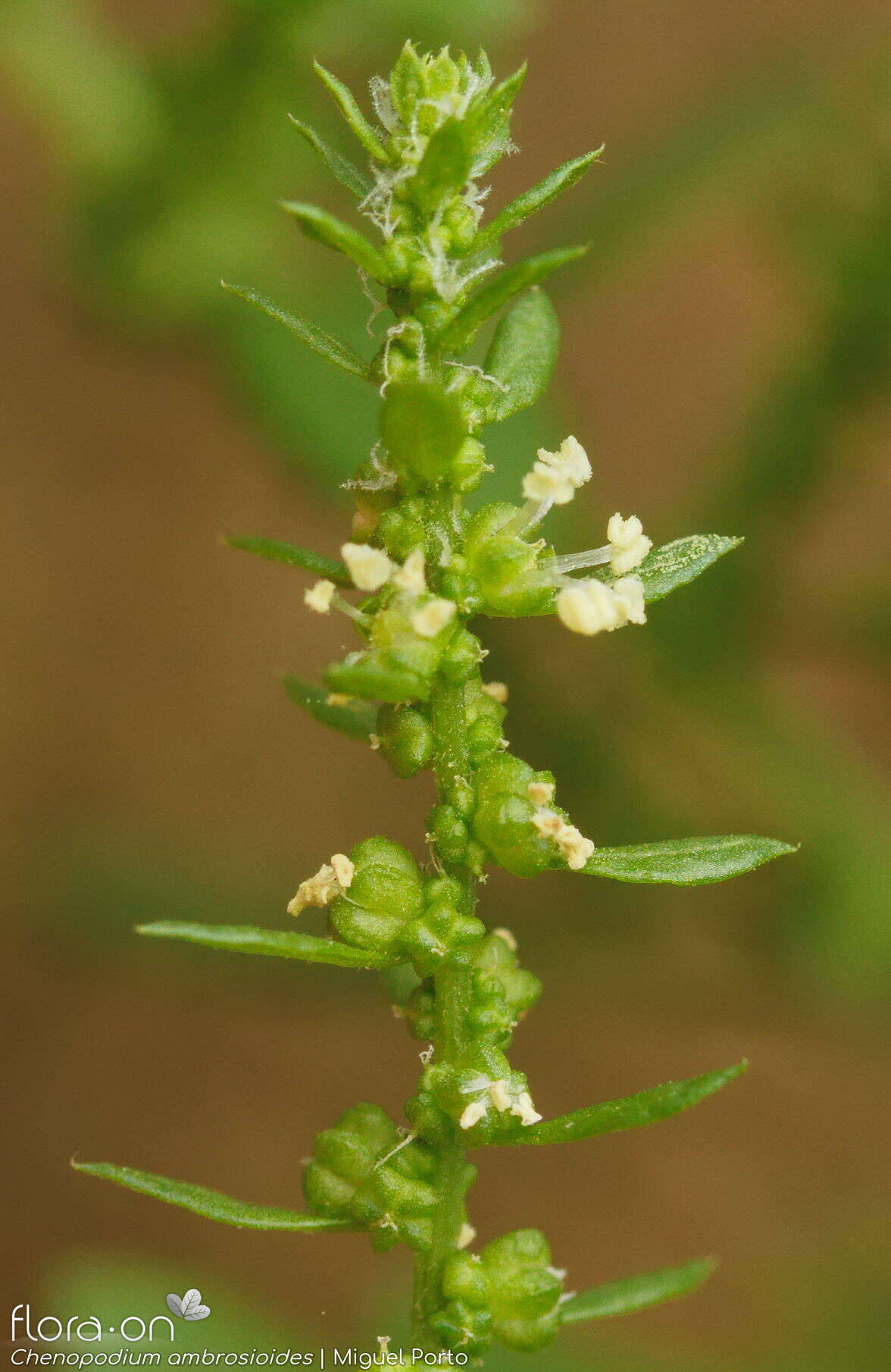 Chenopodium ambrosioides - Flor (close-up) | Miguel Porto; CC BY-NC 4.0