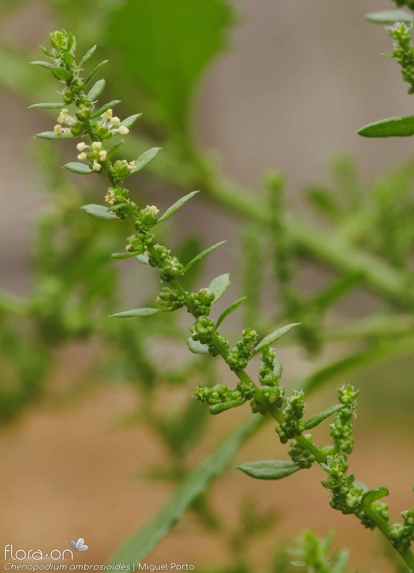 Chenopodium ambrosioides - Flor (geral) | Miguel Porto; CC BY-NC 4.0
