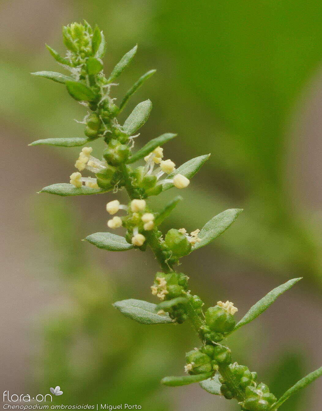 Chenopodium ambrosioides - Flor (close-up) | Miguel Porto; CC BY-NC 4.0