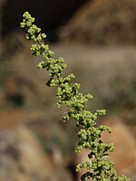 Chenopodium botrys