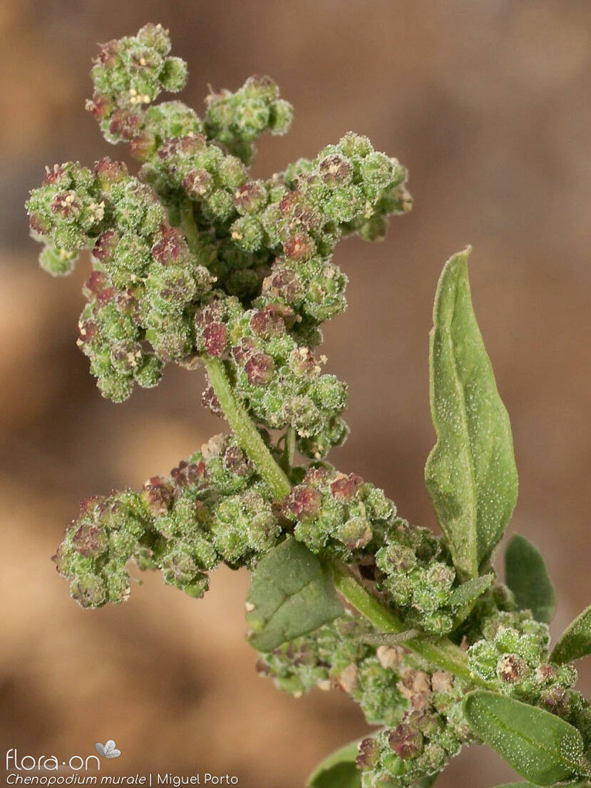 Chenopodium murale - Flor (geral) | Miguel Porto; CC BY-NC 4.0