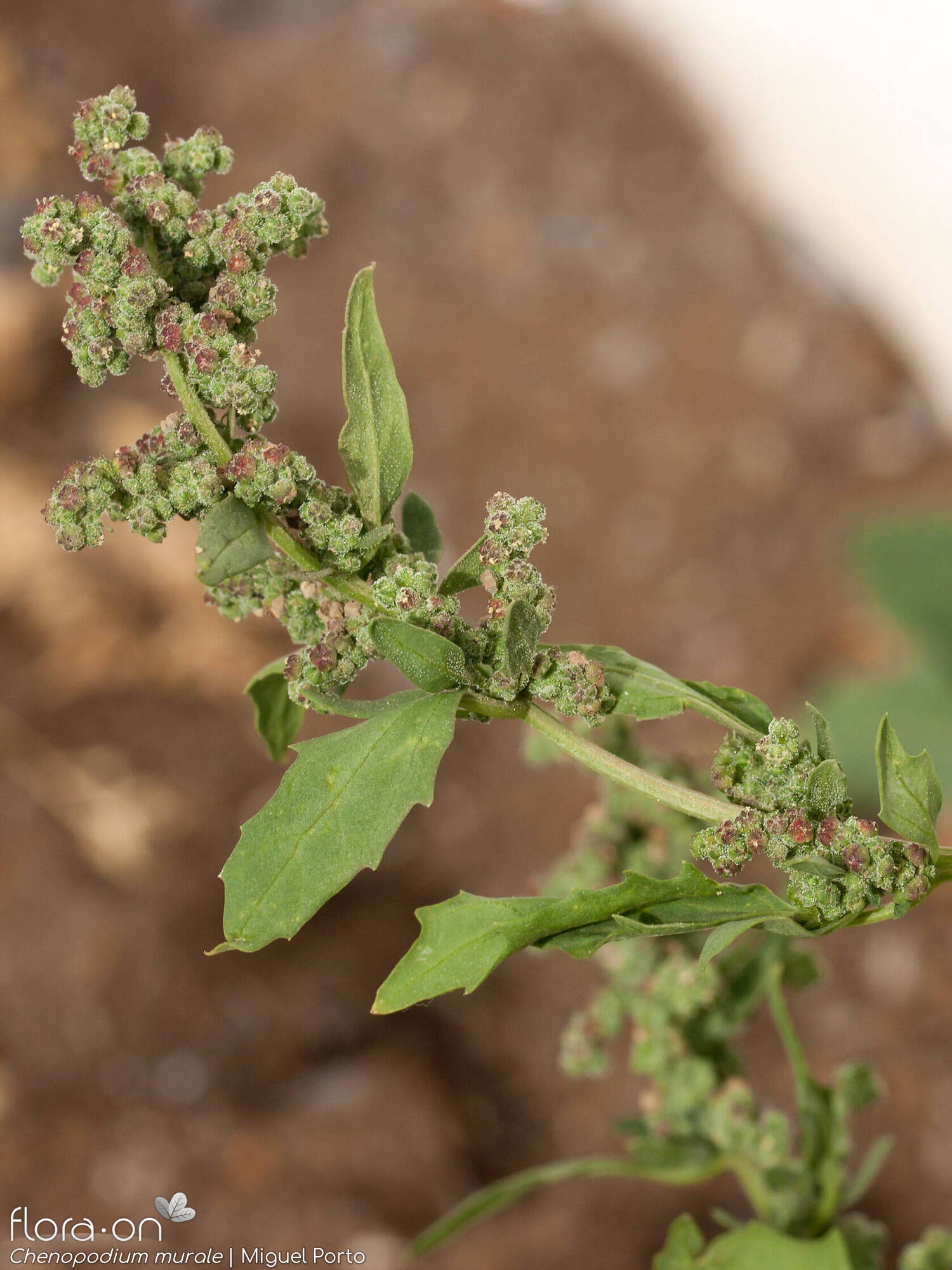 Chenopodium murale - Flor (geral) | Miguel Porto; CC BY-NC 4.0
