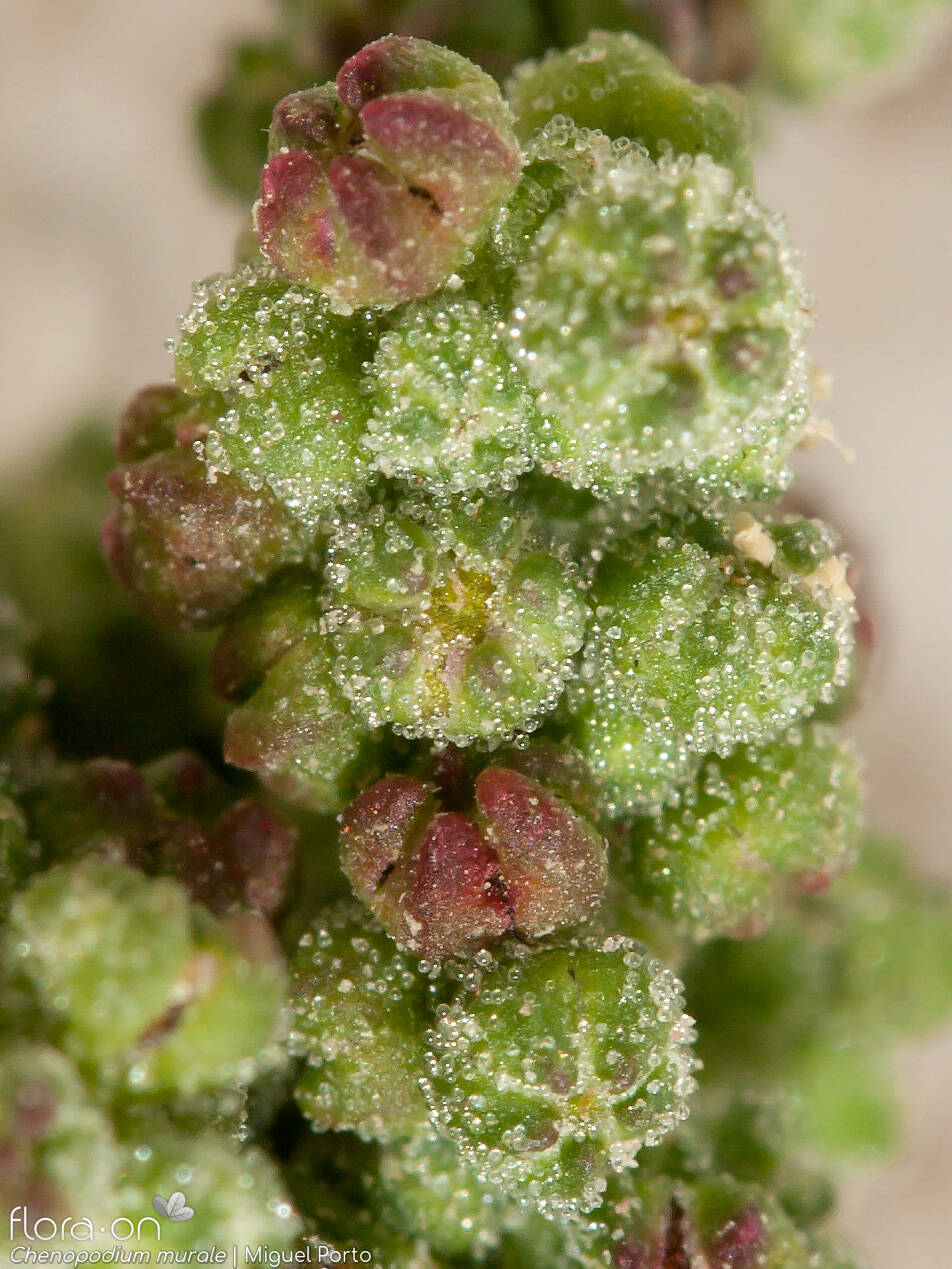 Chenopodium murale - Flor (close-up) | Miguel Porto; CC BY-NC 4.0