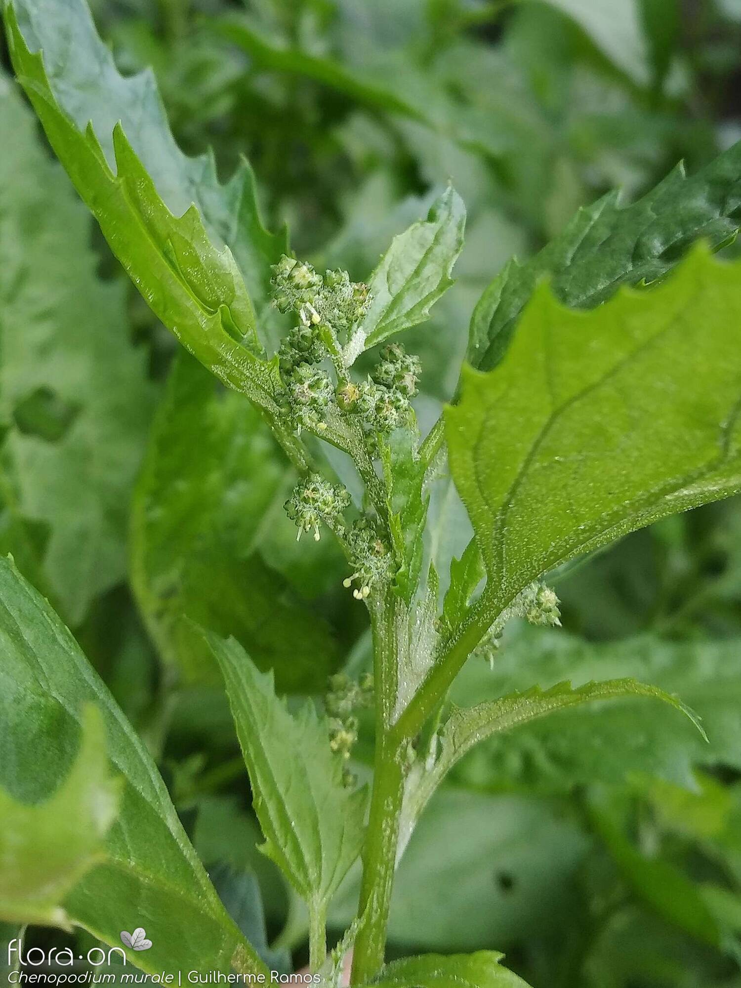 Chenopodium murale - Flor (geral) | Guilherme Ramos; CC BY-NC 4.0