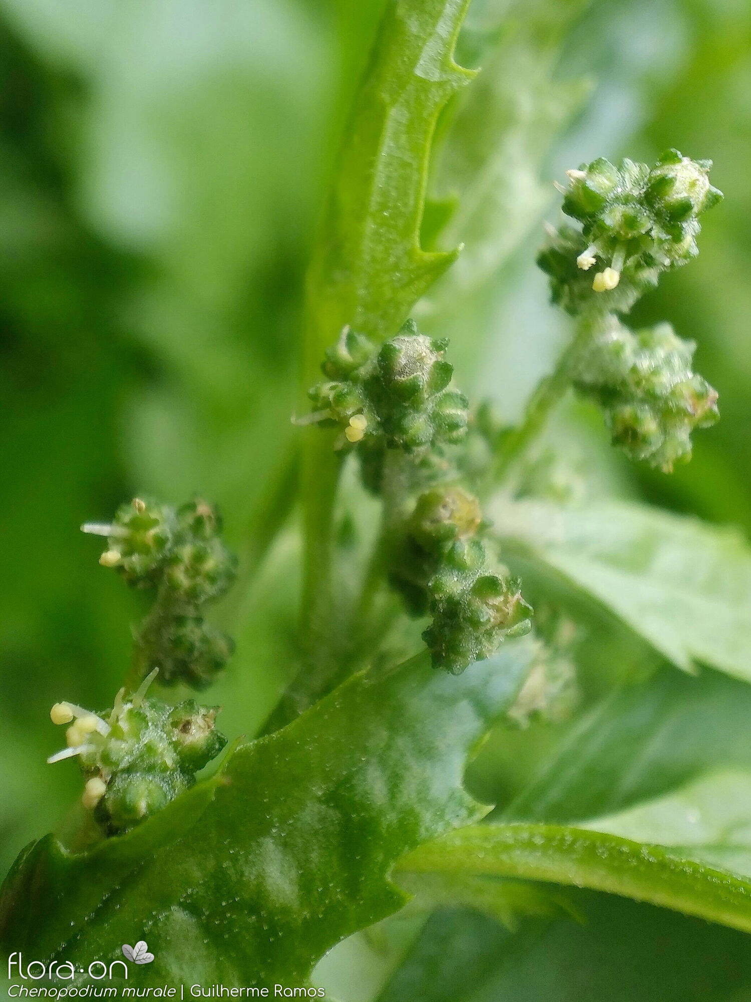Chenopodium murale - Flor (geral) | Guilherme Ramos; CC BY-NC 4.0