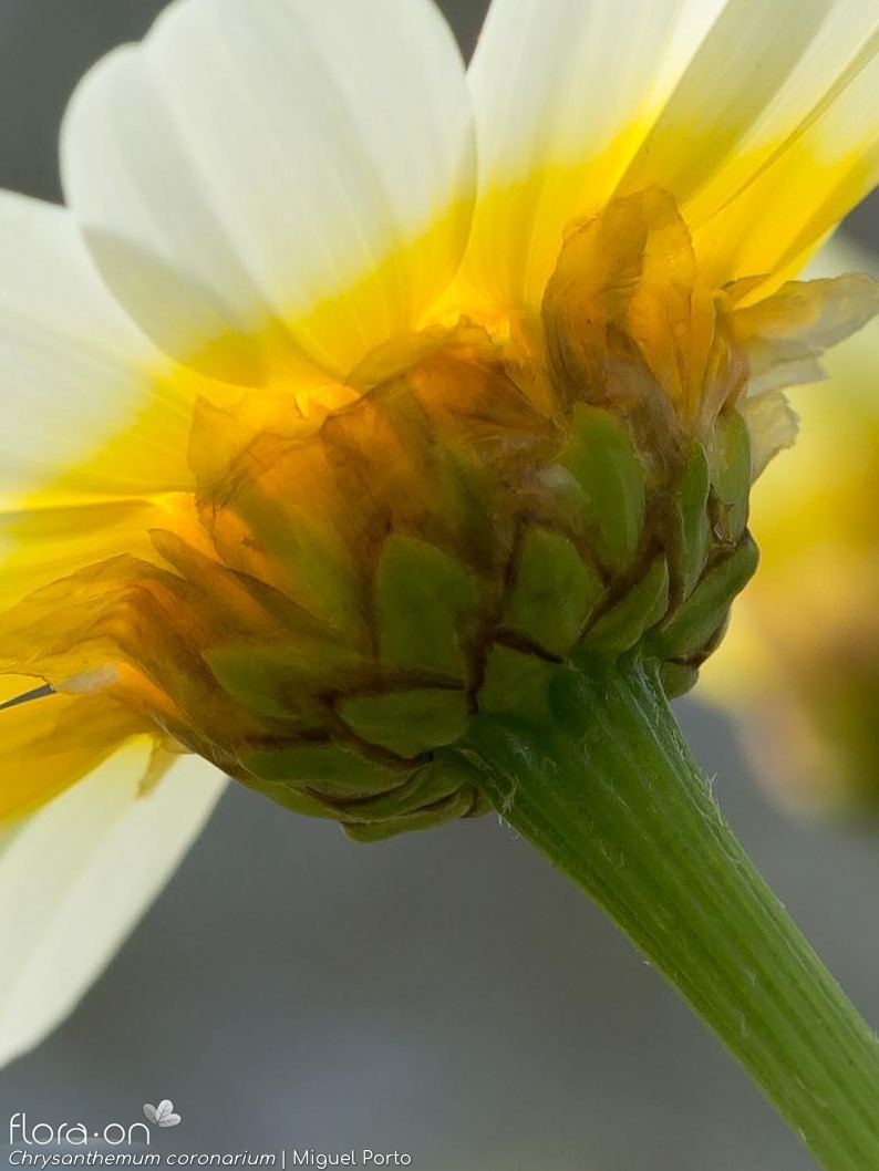 Chrysanthemum coronarium - Bráctea | Miguel Porto; CC BY-NC 4.0