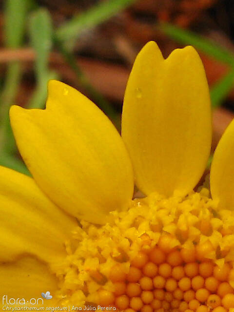 Chrysanthemum segetum - Flor (close-up) | Ana Júlia Pereira; CC BY-NC 4.0