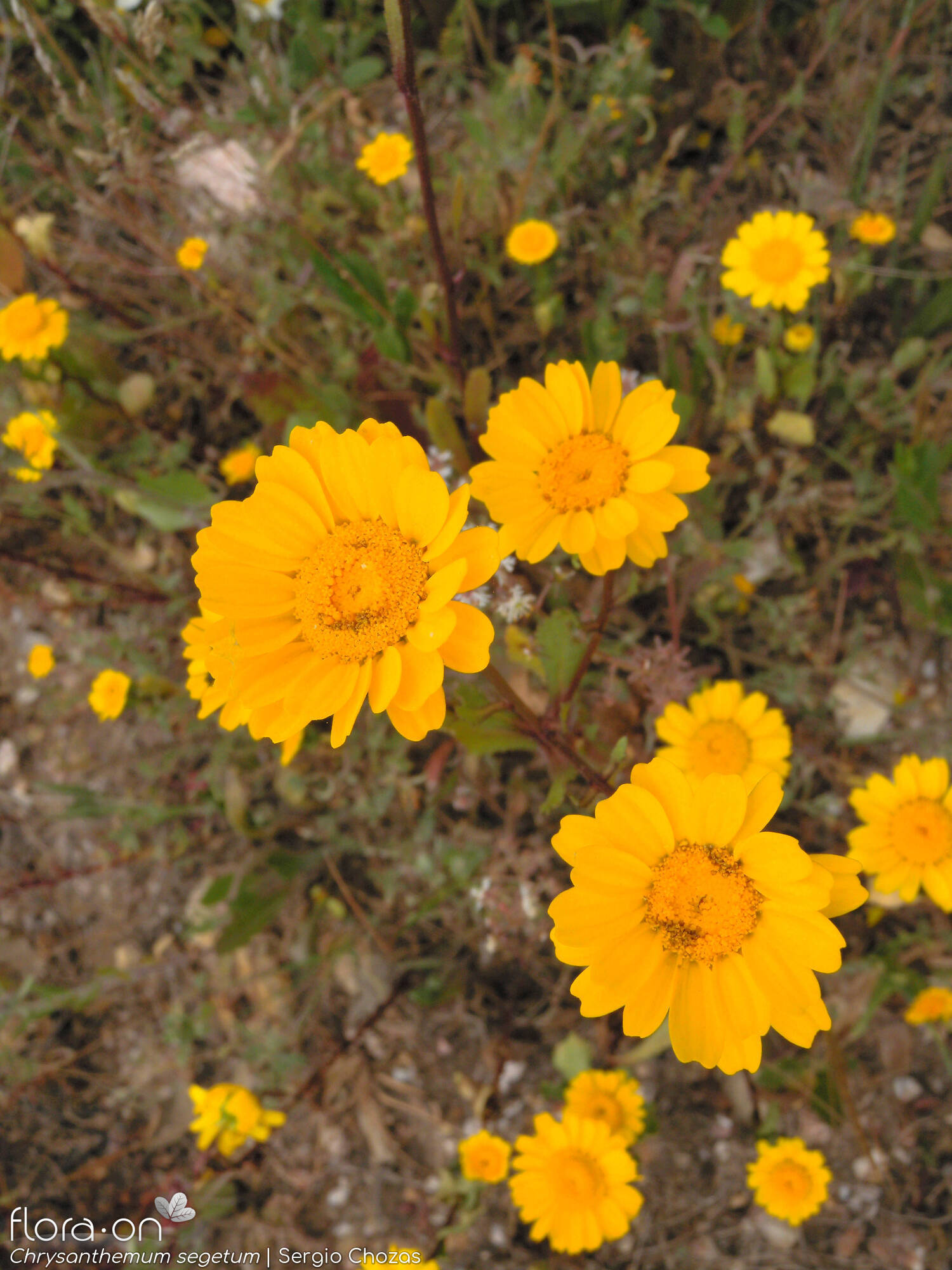 Chrysanthemum segetum - Hábito | Sergio Chozas; CC BY-NC 4.0