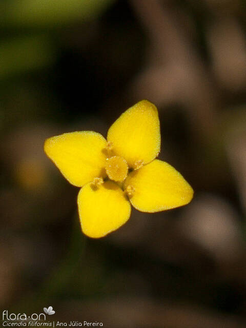 Cicendia filiformis - Flor (close-up) | Ana Júlia Pereira; CC BY-NC 4.0