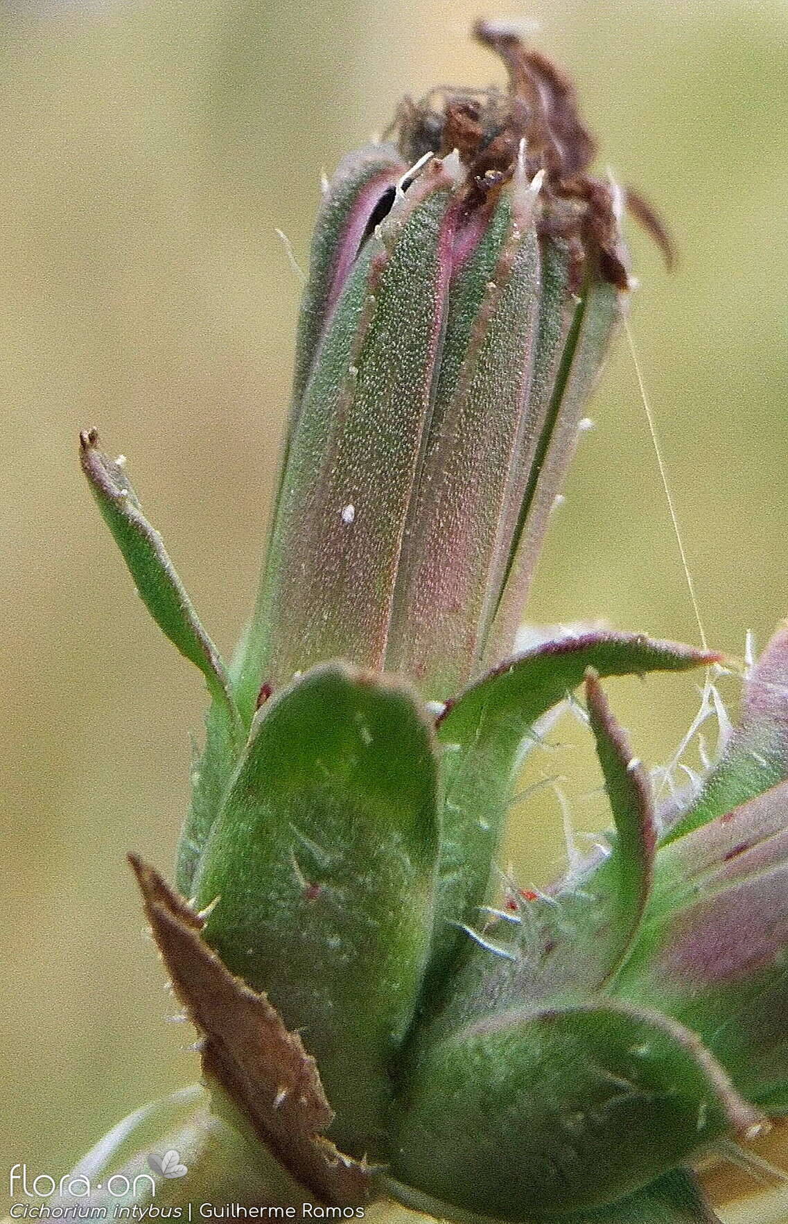 Cichorium intybus - Capítulo frutífero | Guilherme Ramos; CC BY-NC 4.0