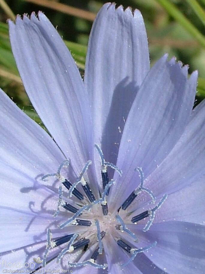 Cichorium intybus - Flor (close-up) | Miguel Porto; CC BY-NC 4.0