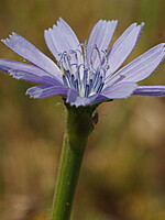 Cichorium pumilum