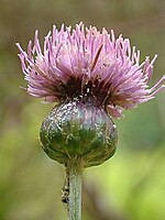 Cirsium latifolium