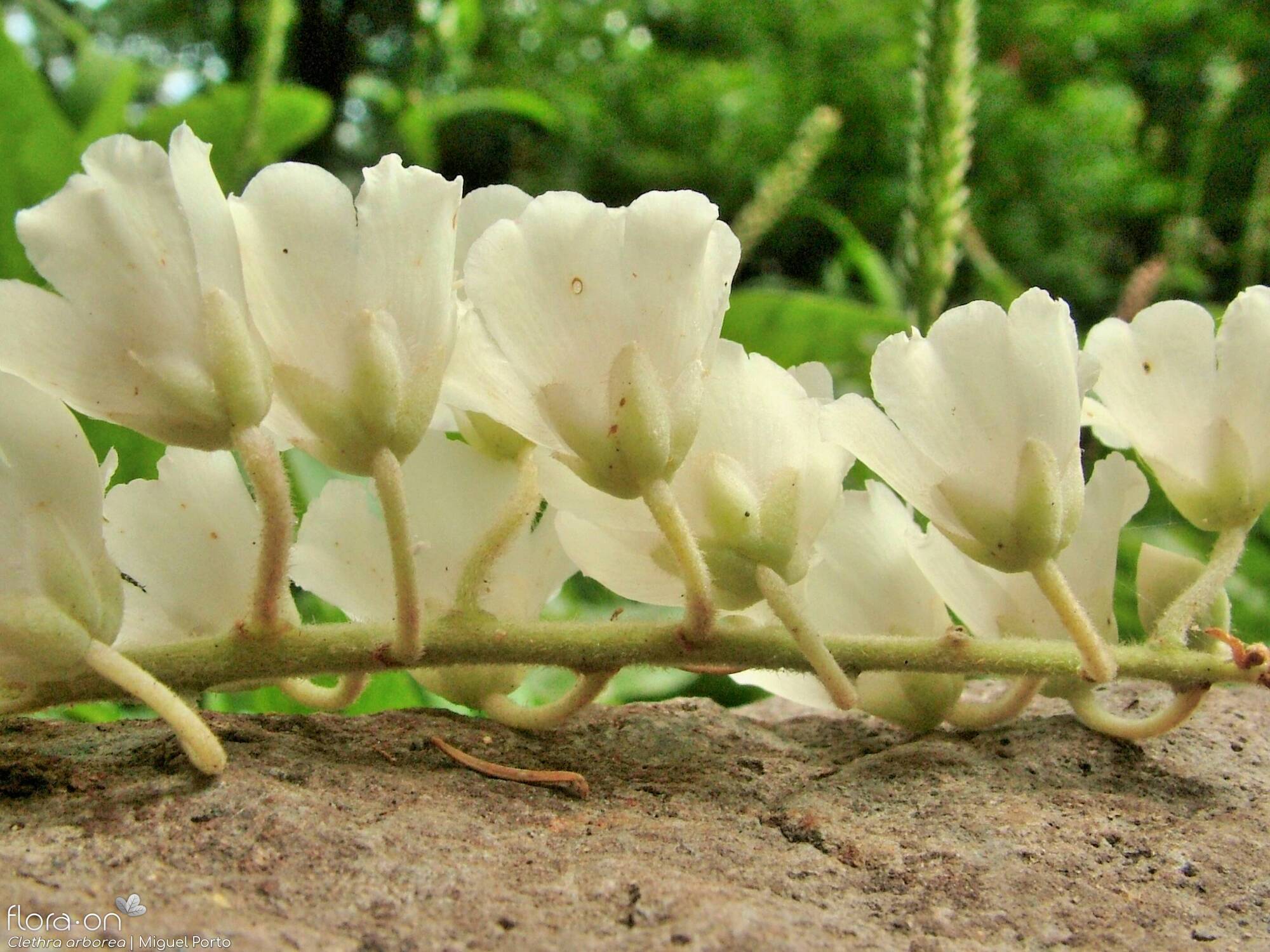Clethra arborea - Flor (close-up) | Miguel Porto; CC BY-NC 4.0