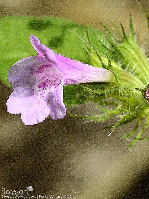 Clinopodium vulgare - Flor (close-up) | Paulo Ventura Araújo; CC BY-NC 4.0