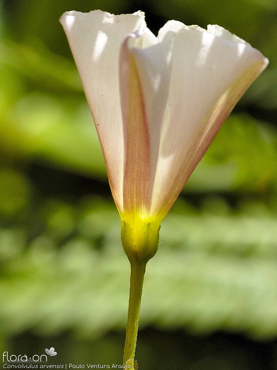 Convolvulus arvensis - Flor (close-up) | Paulo Ventura Araújo; CC BY-NC 4.0