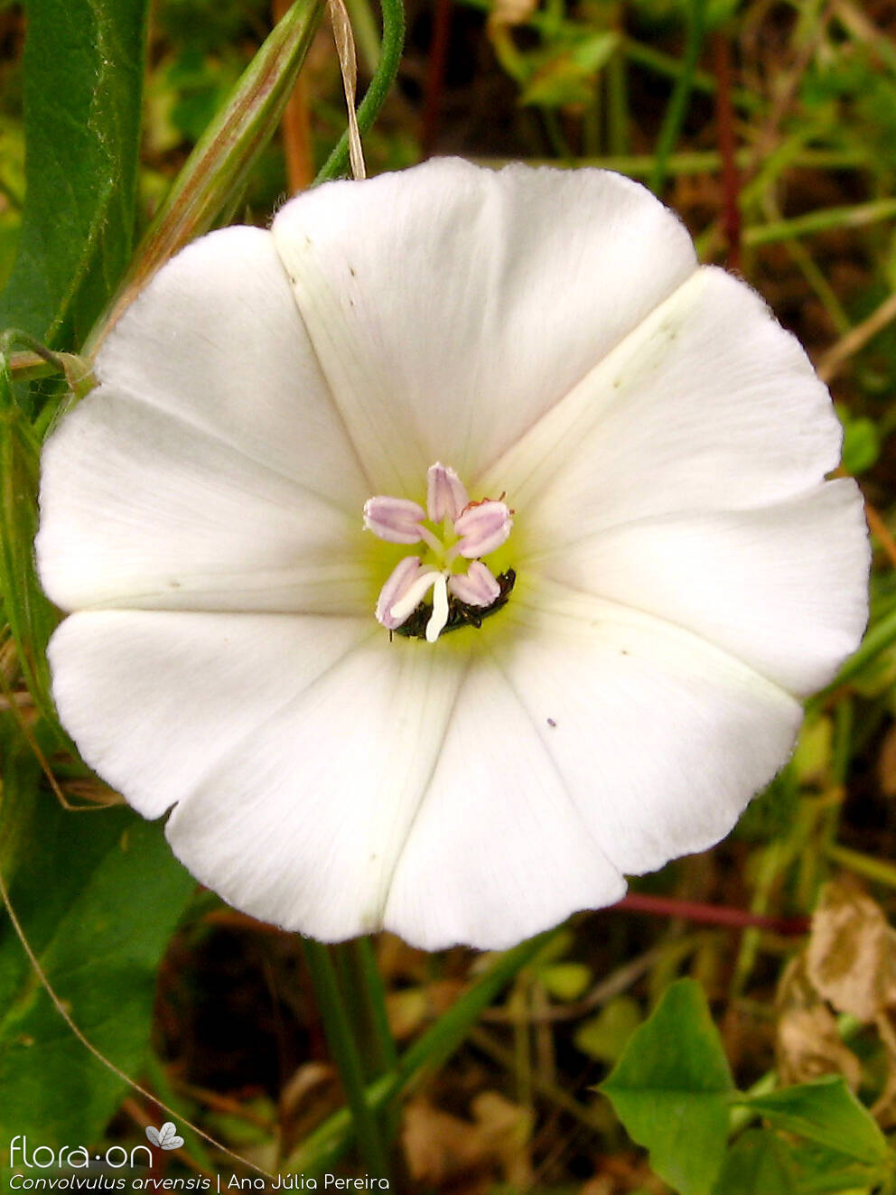 Convolvulus arvensis - Flor (close-up) | Ana Júlia Pereira; CC BY-NC 4.0