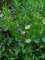 Convolvulus massonii