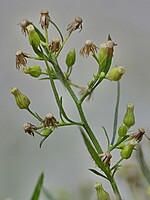 Conyza canadensis