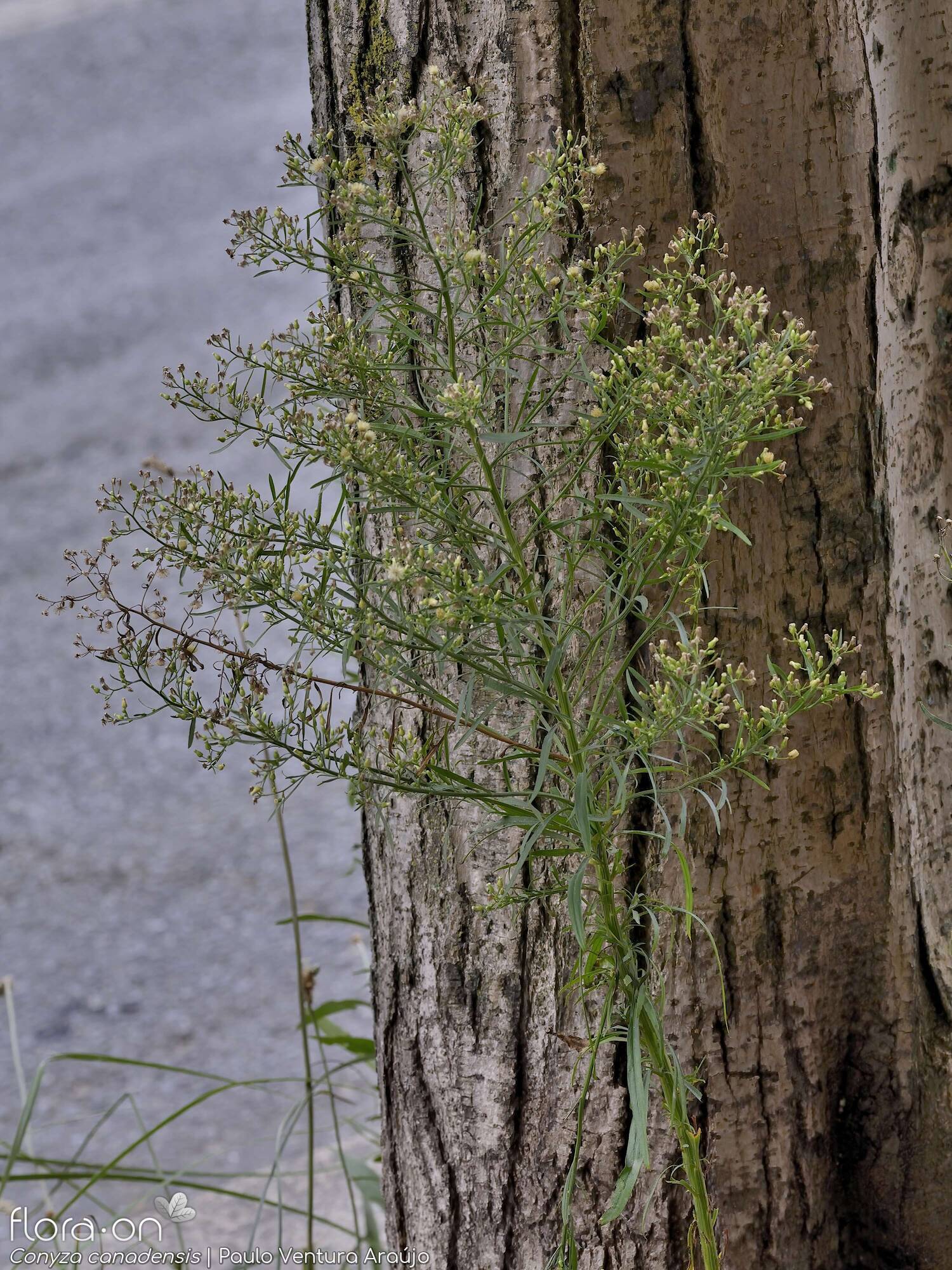 Conyza canadensis - Hábito | Paulo Ventura Araújo; CC BY-NC 4.0