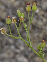 Conyza sumatrensis