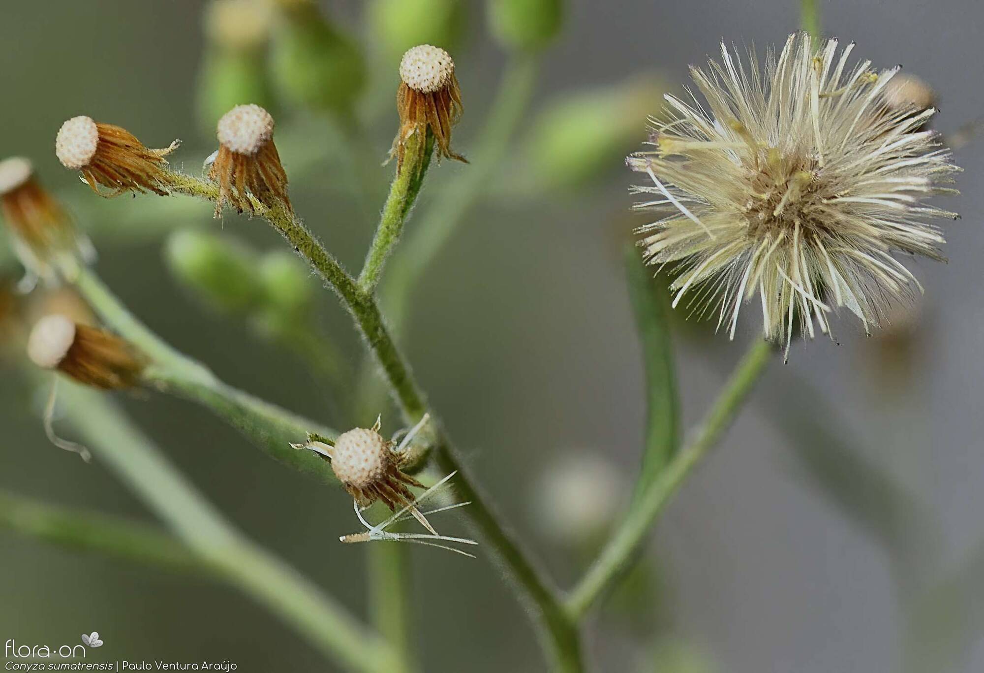 Conyza sumatrensis - Capítulo frutífero | Paulo Ventura Araújo; CC BY-NC 4.0