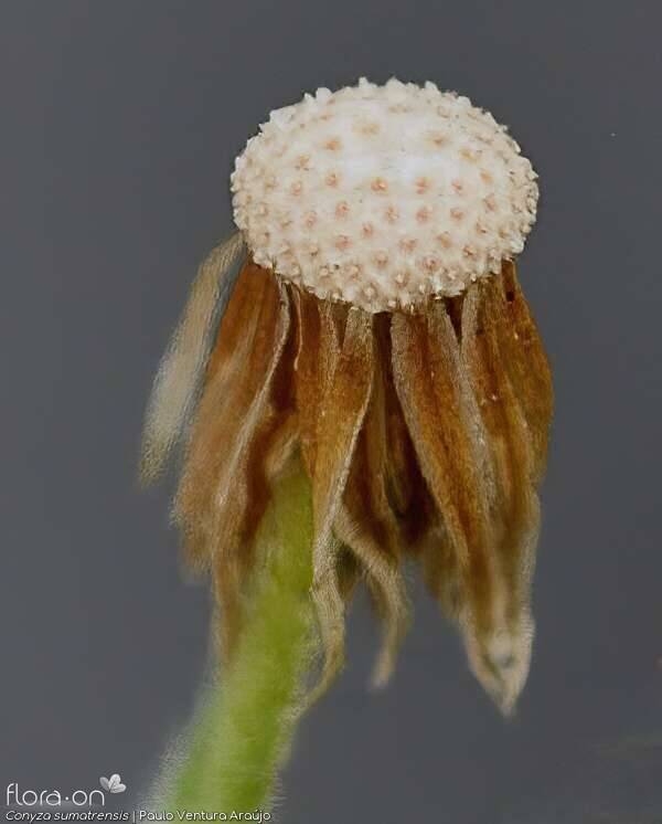 Conyza sumatrensis - Capítulo frutífero | Paulo Ventura Araújo; CC BY-NC 4.0